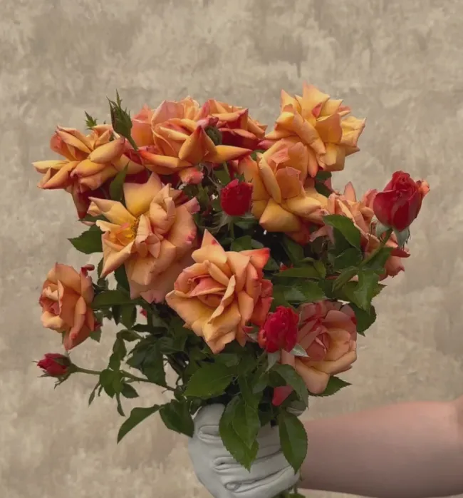 Remember Me®>Heirloom Roses Outlet