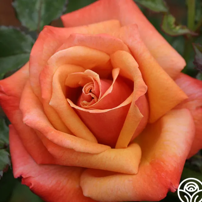 Remember Me®>Heirloom Roses Outlet