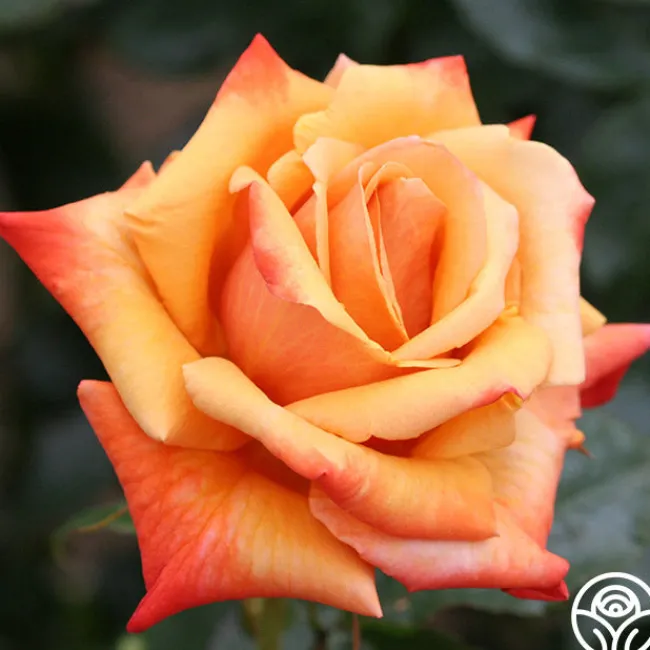 Remember Me®>Heirloom Roses Outlet
