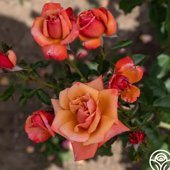 Remember Me®>Heirloom Roses Outlet