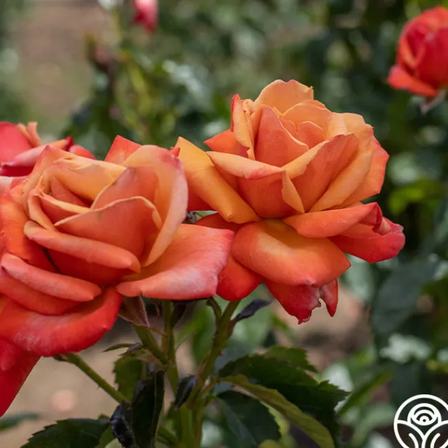 Remember Me®>Heirloom Roses Outlet