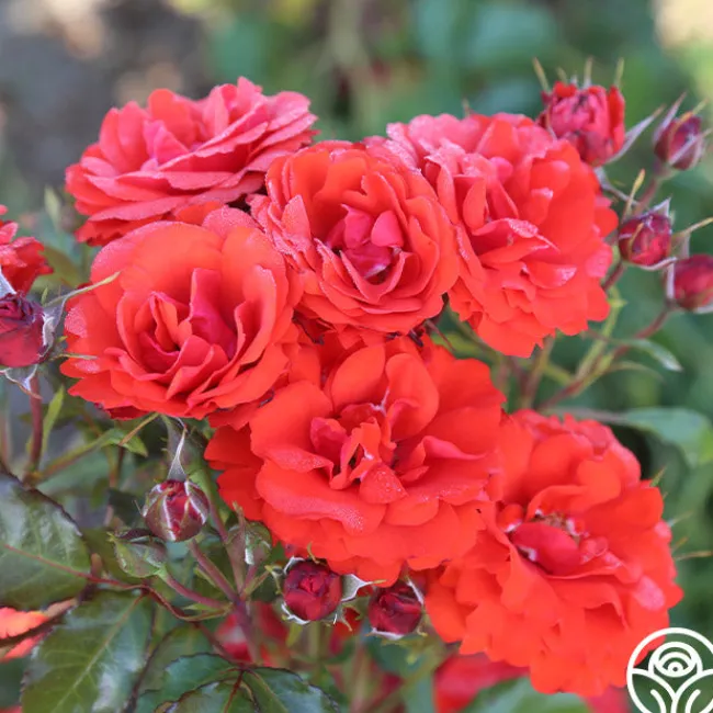 Remembrance™>Heirloom Roses Clearance