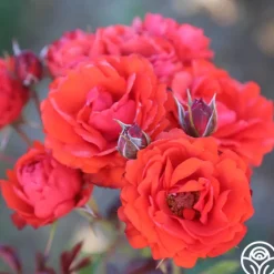 Remembrance™>Heirloom Roses Clearance