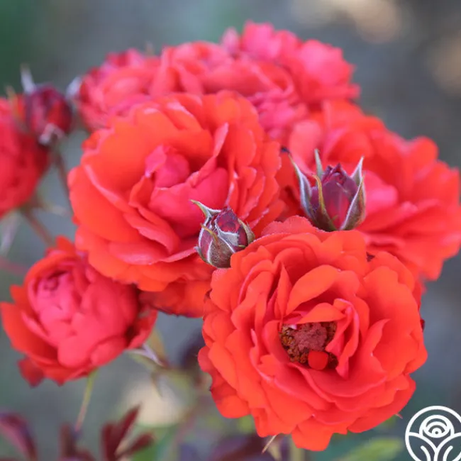 Remembrance™>Heirloom Roses Clearance