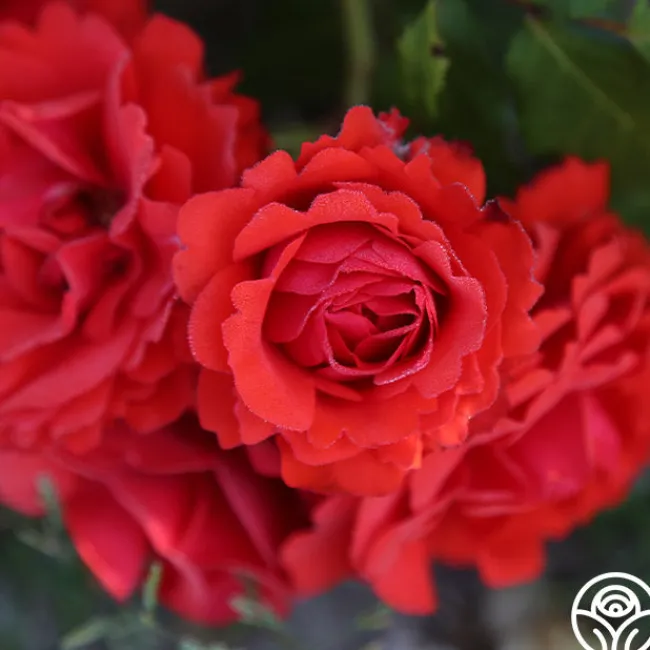 Remembrance™>Heirloom Roses Clearance