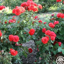 Remembrance™><noscript><img width=