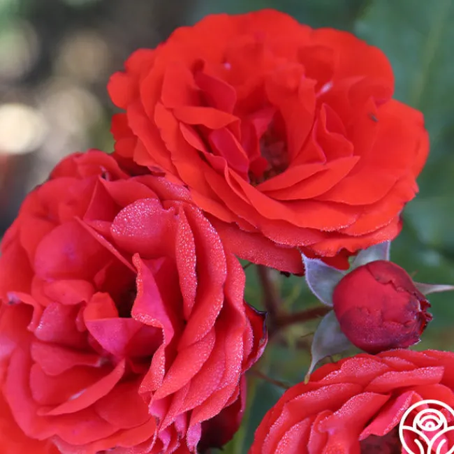 Remembrance™>Heirloom Roses Clearance