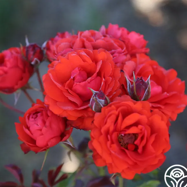 Remembrance™>Heirloom Roses Clearance