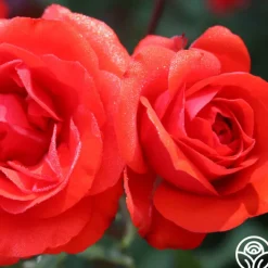 Remembrance™><noscript><img width=