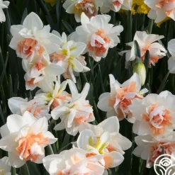 Replete>Heirloom Roses Outlet