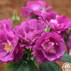 Rhapsody In Blue™>Heirloom Roses Outlet