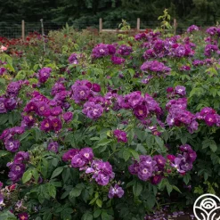 Rhapsody In Blue™>Heirloom Roses Outlet