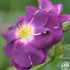 Rhapsody In Blue™><noscript><img width=