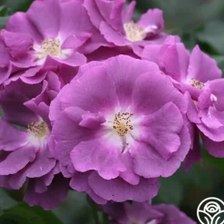 Rhapsody In Blue™><noscript><img width=