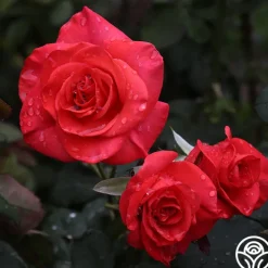 Ring of Fire™>Heirloom Roses Clearance