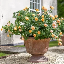 Roald Dahl>Heirloom Roses Discount