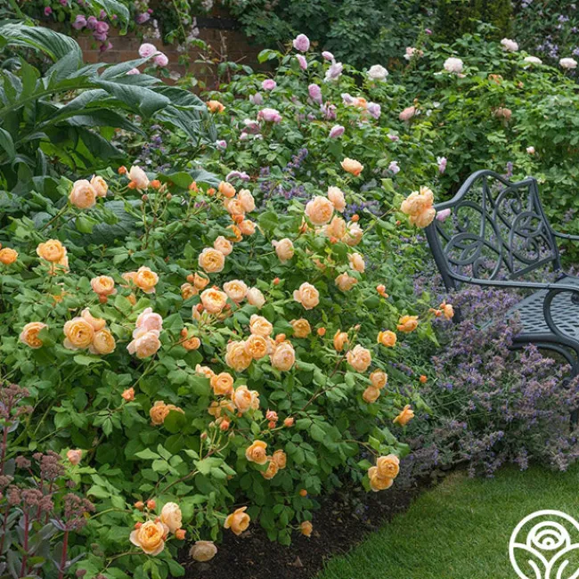 Roald Dahl>Heirloom Roses Discount