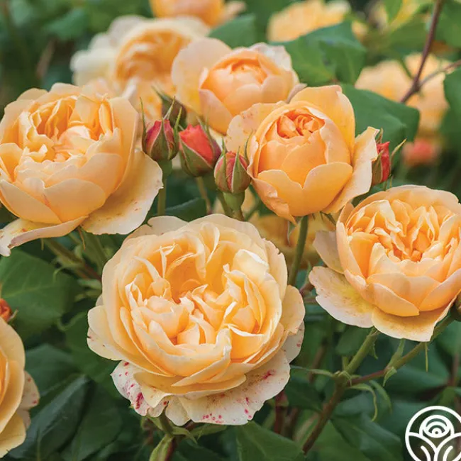Roald Dahl>Heirloom Roses Discount