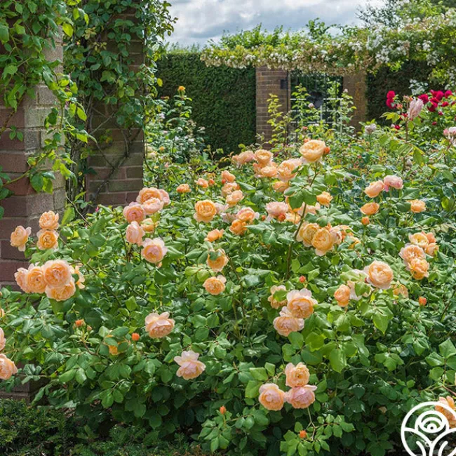 Roald Dahl>Heirloom Roses Discount