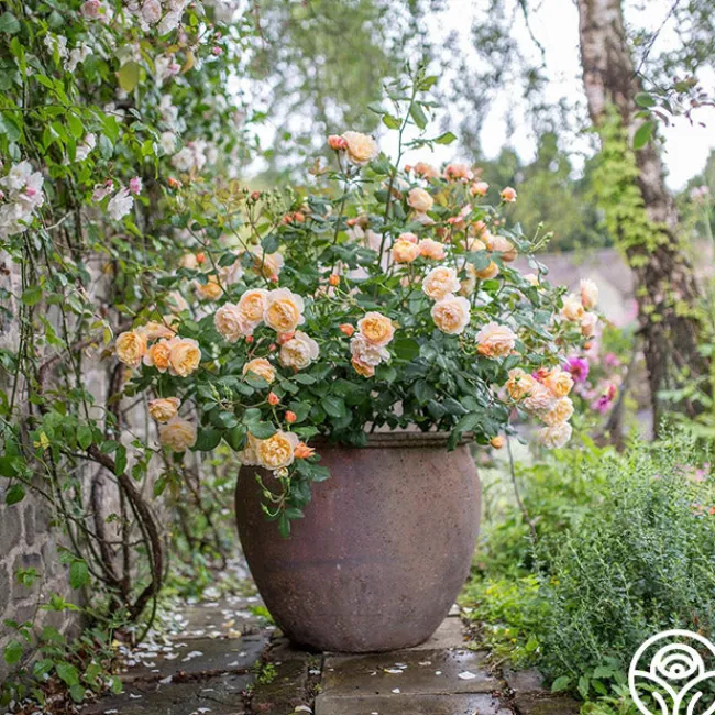 Roald Dahl>Heirloom Roses Discount