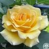 Robert Bruce>Heirloom Roses Discount
