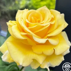 Robert Bruce>Heirloom Roses Discount