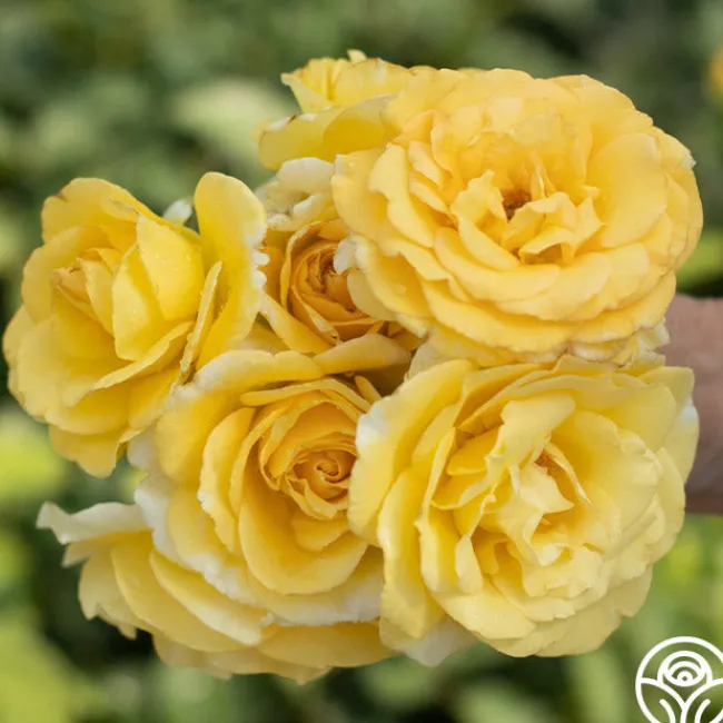 Robert Bruce>Heirloom Roses Discount