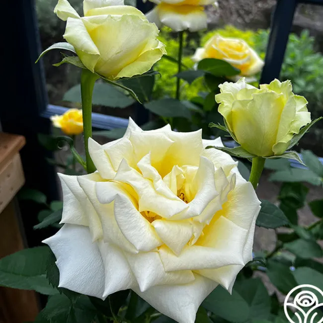 Robert Bruce>Heirloom Roses Discount