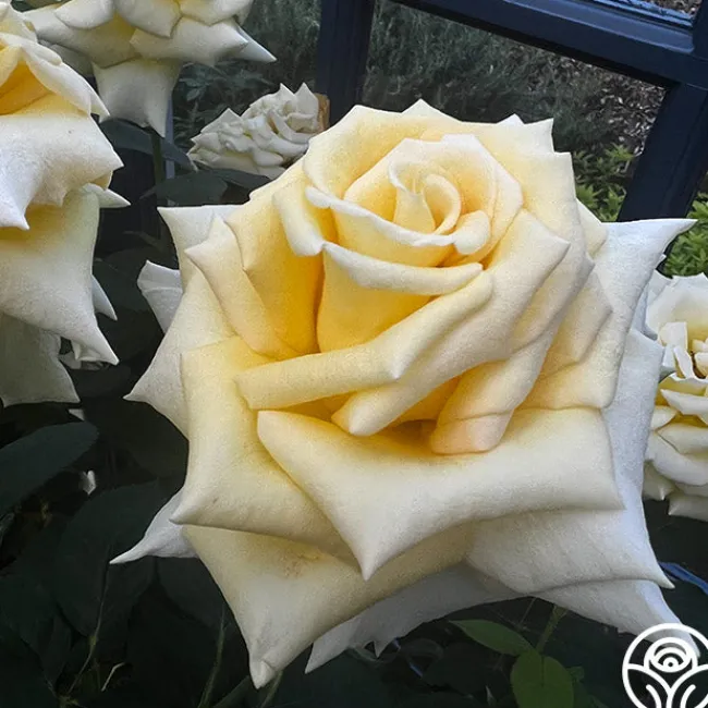 Robert Bruce>Heirloom Roses Discount