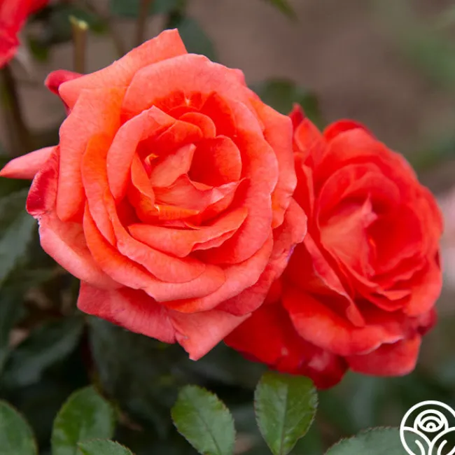 Robert Clements™>Heirloom Roses Clearance