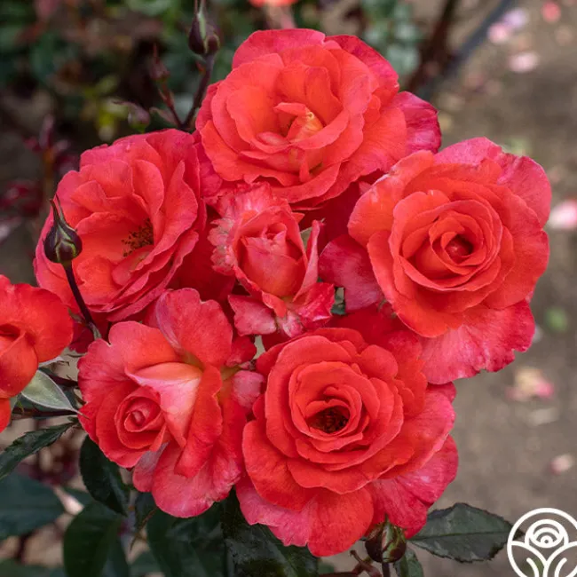 Robert Clements™>Heirloom Roses Clearance