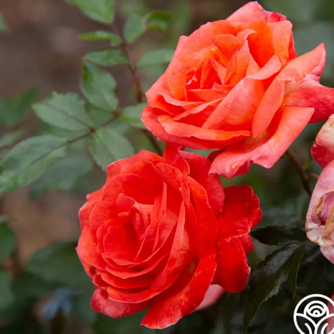 Robert Clements™>Heirloom Roses Clearance