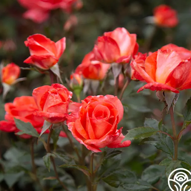 Robert Clements™>Heirloom Roses Clearance