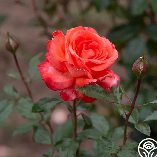Robert Clements™>Heirloom Roses Clearance