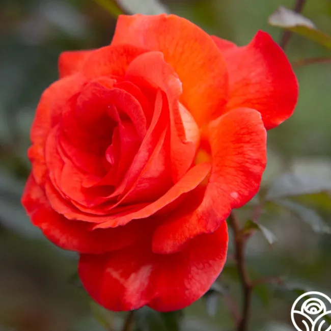 Robert Clements™>Heirloom Roses Clearance