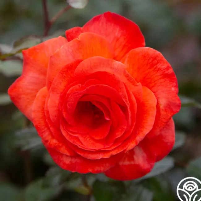 Robert Clements™>Heirloom Roses Clearance