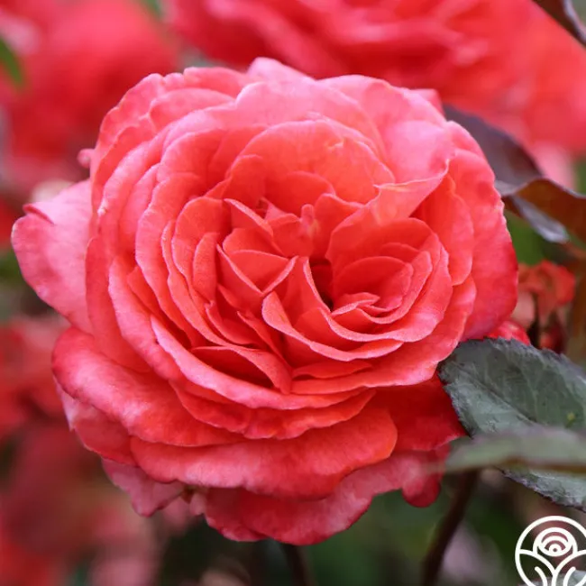 Robert Clements™>Heirloom Roses Clearance