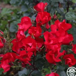 Robusta>Heirloom Roses Sale