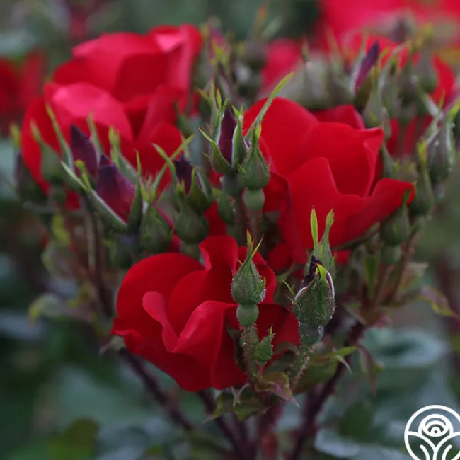Robusta>Heirloom Roses Sale