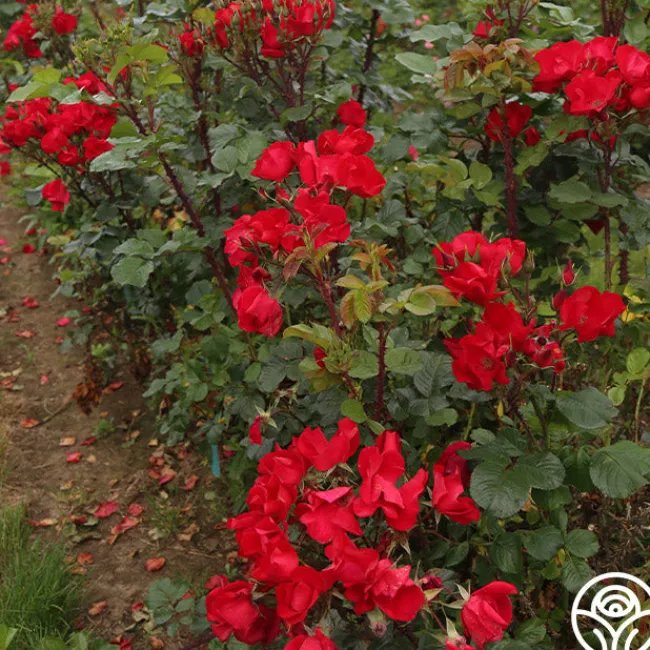 Robusta>Heirloom Roses Sale