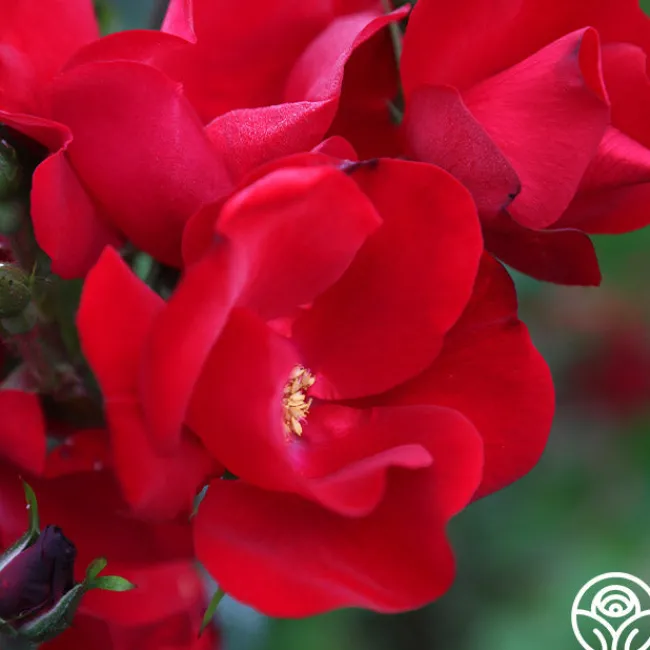 Robusta>Heirloom Roses Sale