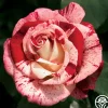 Rock & Roll™>Heirloom Roses New