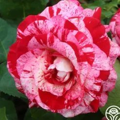Rock & Roll™><noscript><img width=