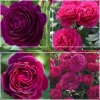 Romantic Bouquet Collection>Heirloom Roses New
