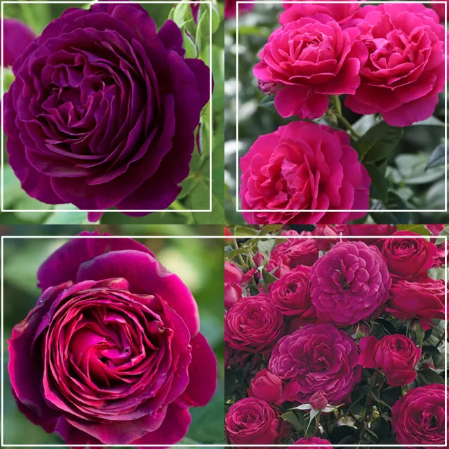 Romantic Bouquet Collection>Heirloom Roses New