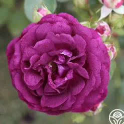 Romantic Bouquet Collection>Heirloom Roses New