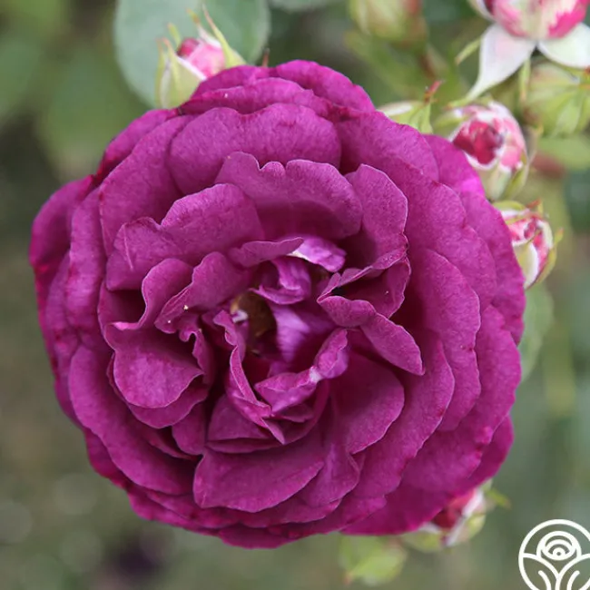 Romantic Bouquet Collection>Heirloom Roses New