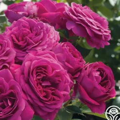 Romantic Bouquet Collection><noscript><img width=