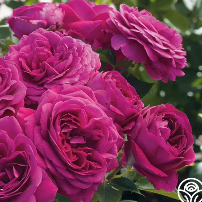 Romantic Bouquet Collection>Heirloom Roses New