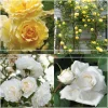 Romantic Climber Collection II>Heirloom Roses Hot